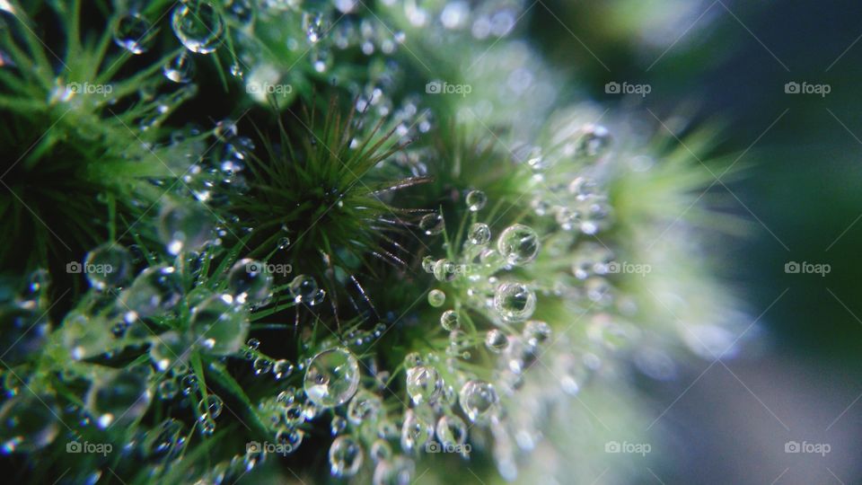 Waterdrops on plants