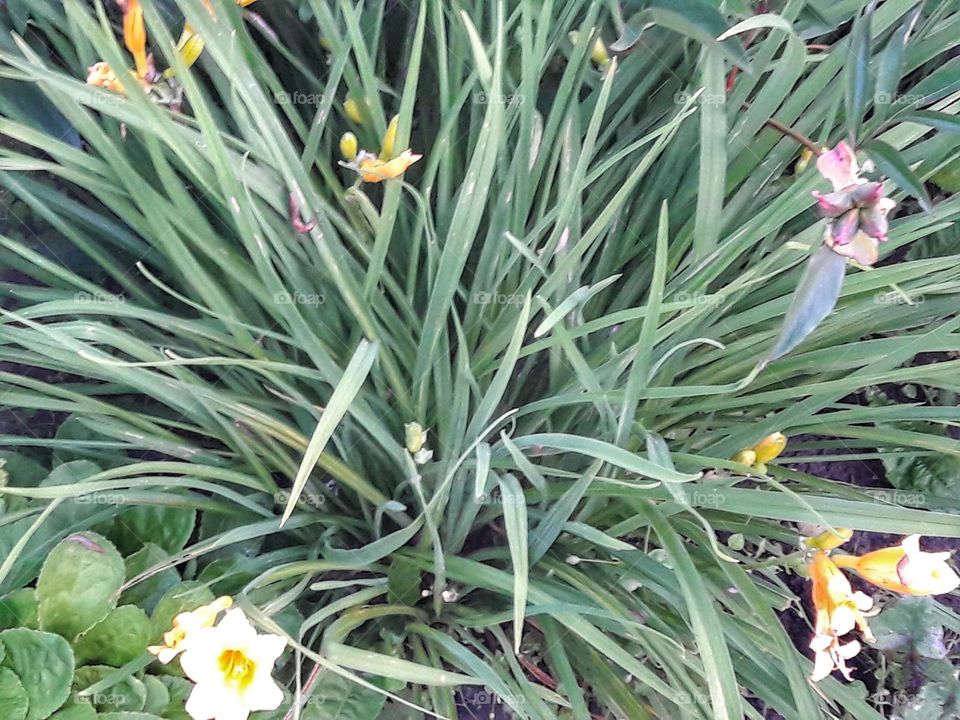 nature flower botany summer spring greens wild clouds sky