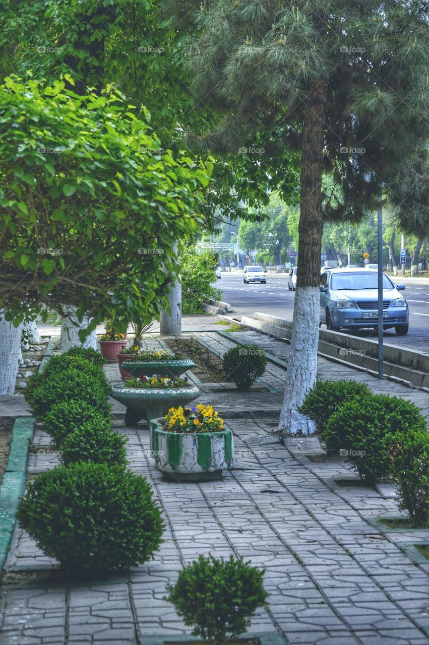 the sidewalk is covered with small bushes. concrete flower beds with marigolds.