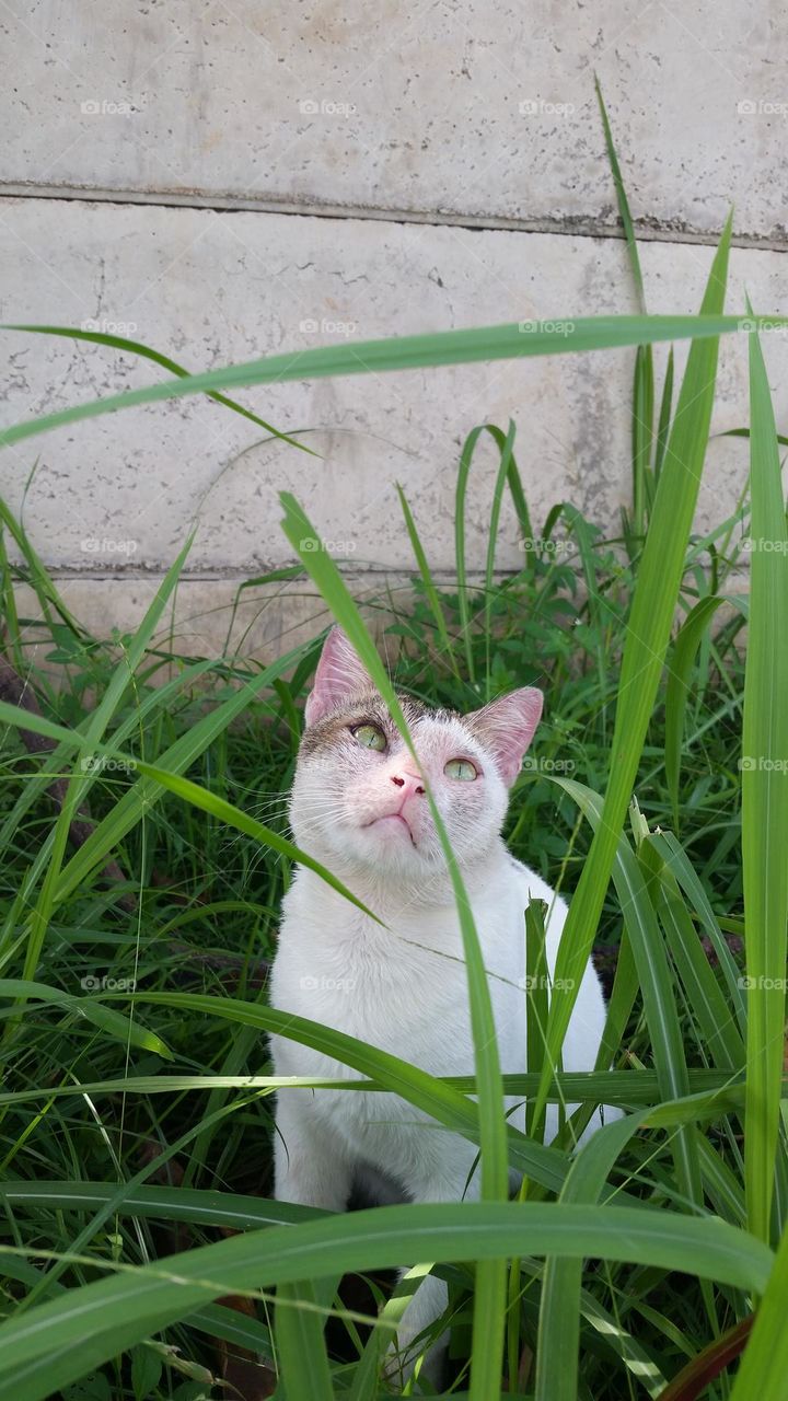 Cat chilling in the grass