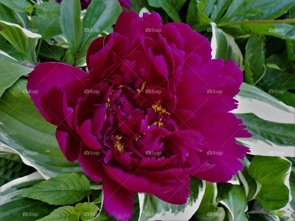 This disheveled beauty want to be wild