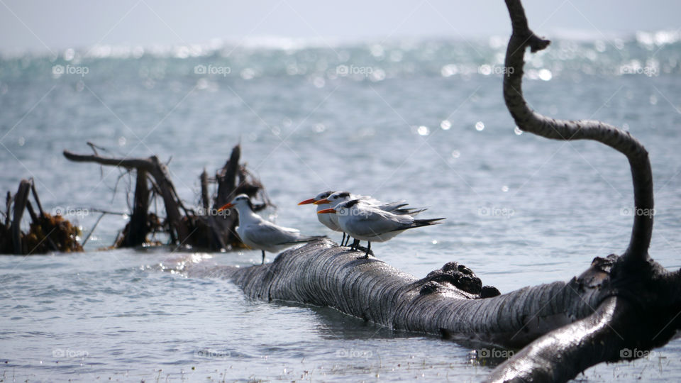Birds on a log in the water