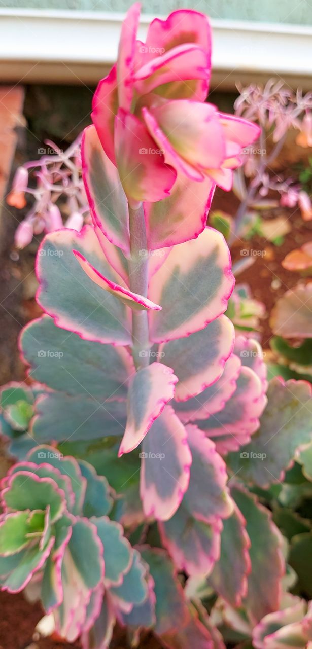 Conhecida popularmente como folha gorda, essa suculenta linda mais parece folhas rendadas.