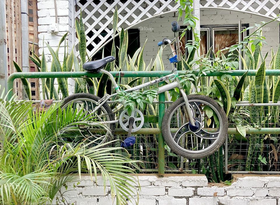 Almost unnoticeable, buried among plants, a lonely bicycle tied up to railings as a decor at a local home stay