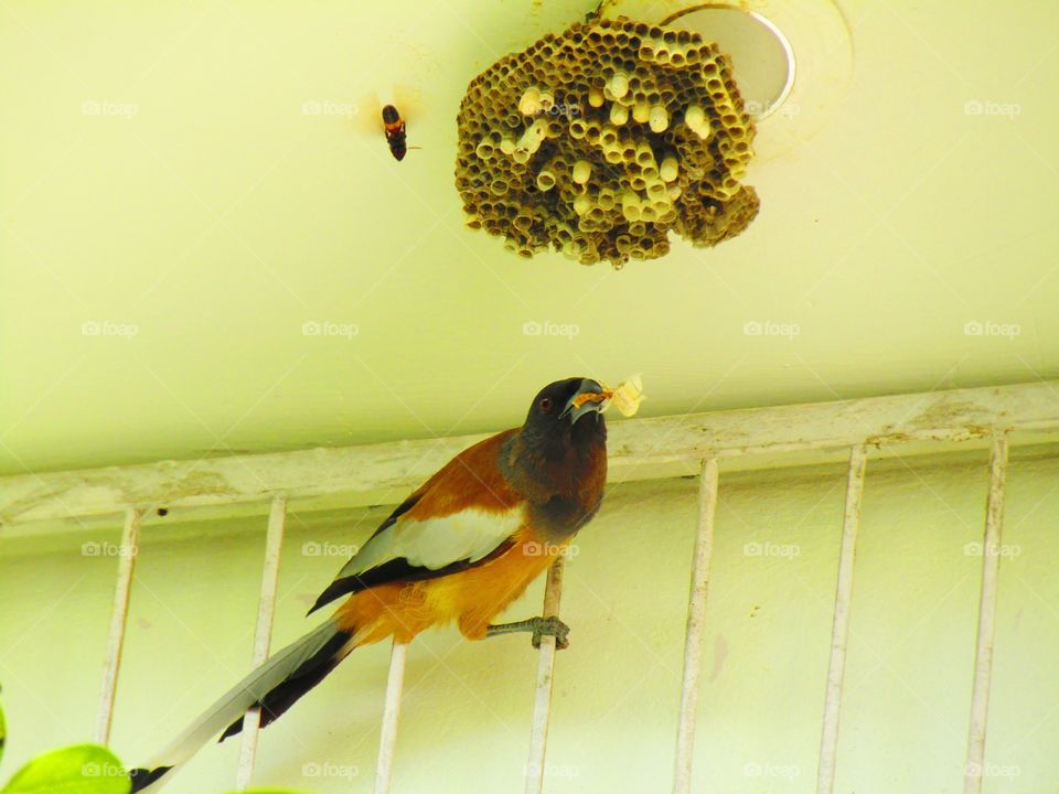The rufous treepie (Dendrocitta vagabunda) is a treepie, native to the Indian Subcontinent and adjoining parts of Southeast Asia. It is a member of the crow family, Corvidae.