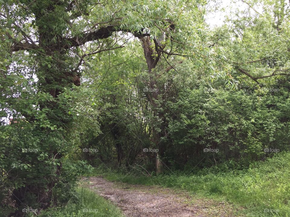 Bend in the path
Foreboding tree
