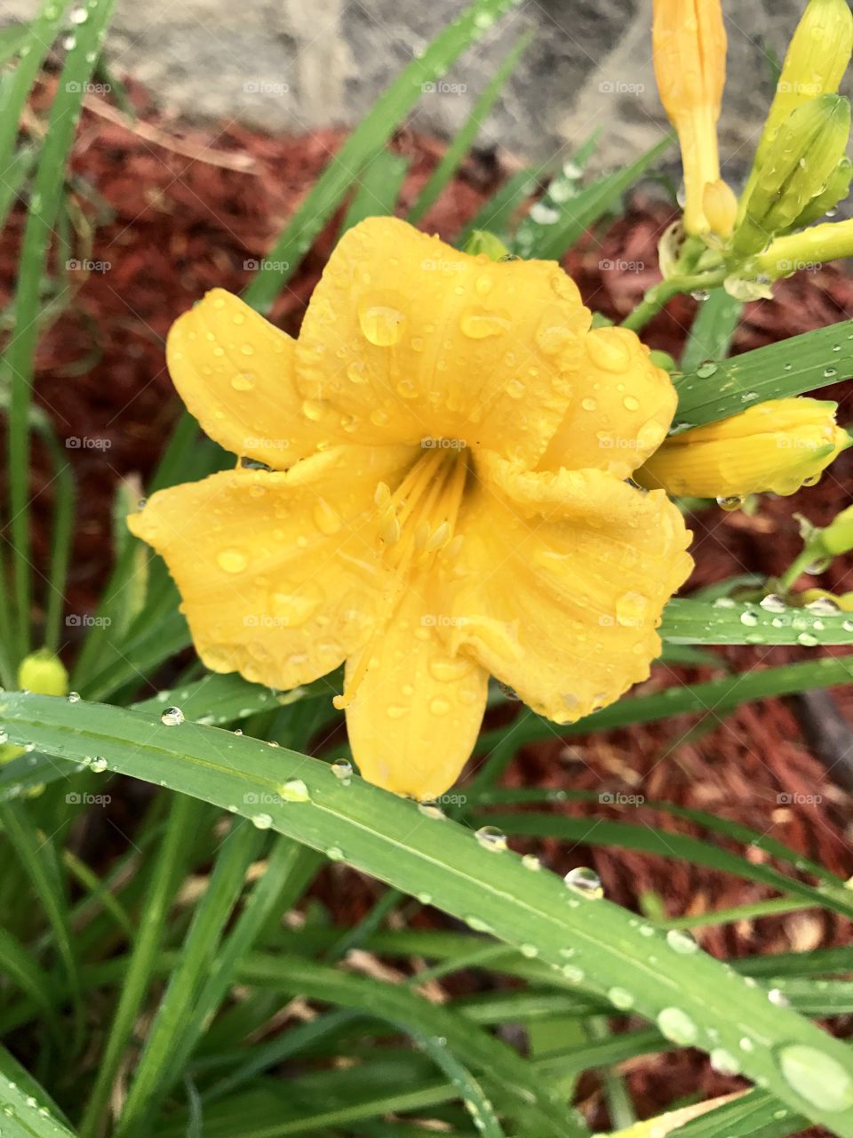 Wet Yellow Flower