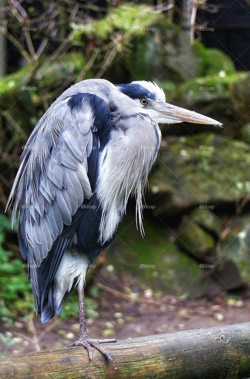 Close-up of blue heron