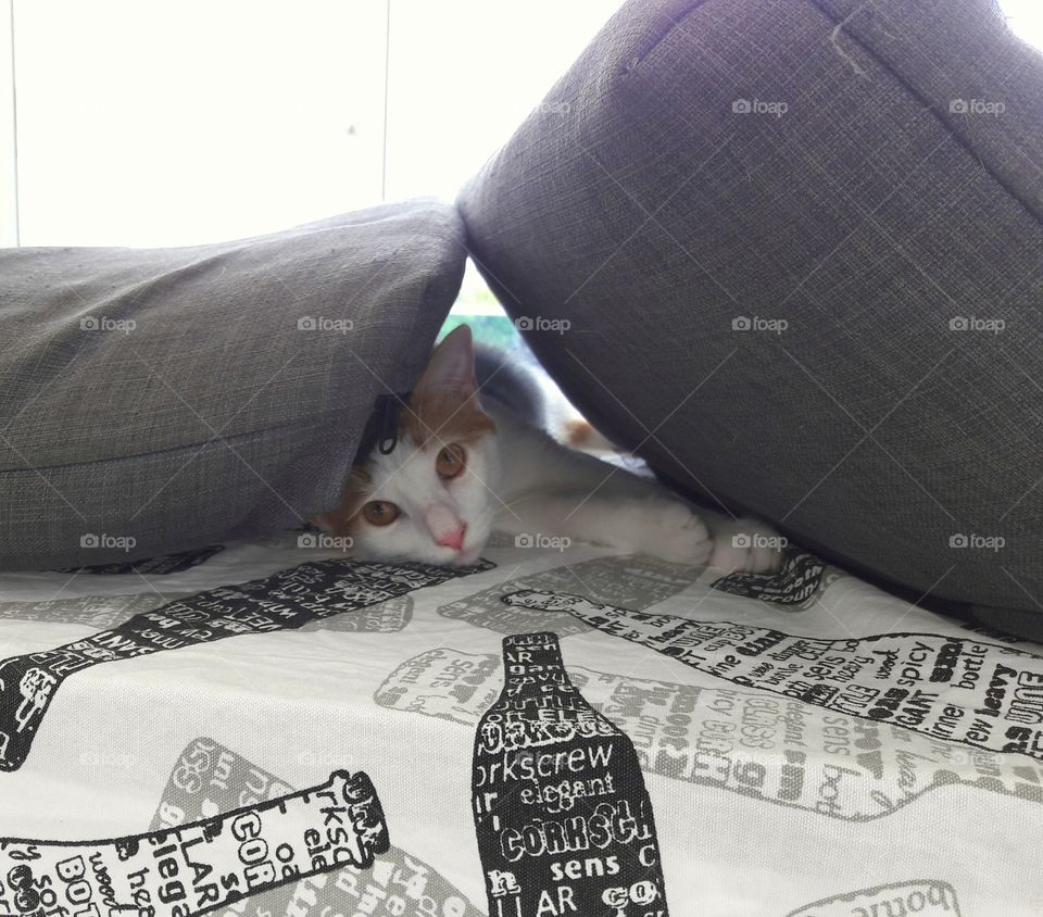 Hiding kitten