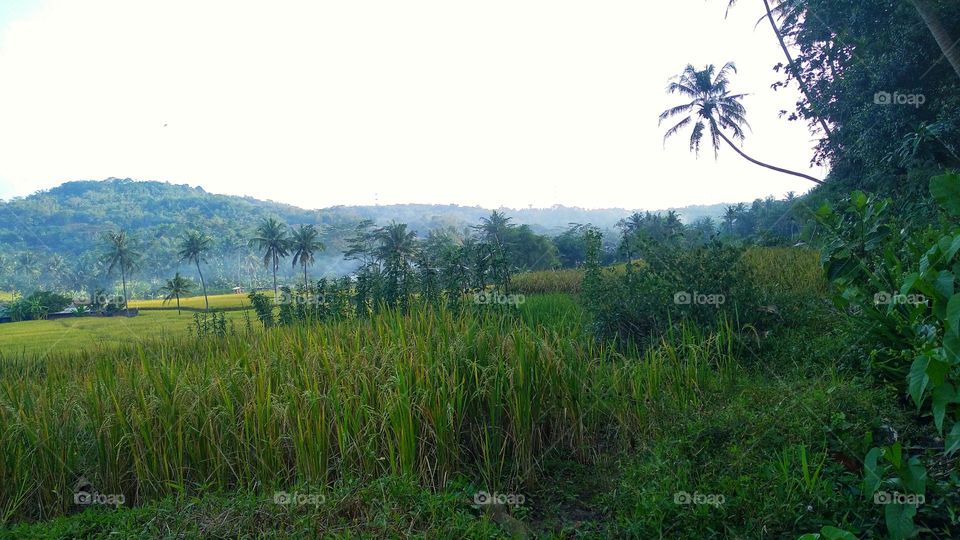 The view of the rice fields in the afternoon