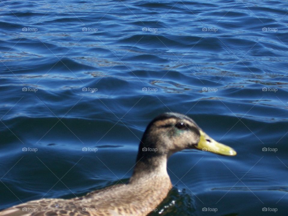 Duck on the water