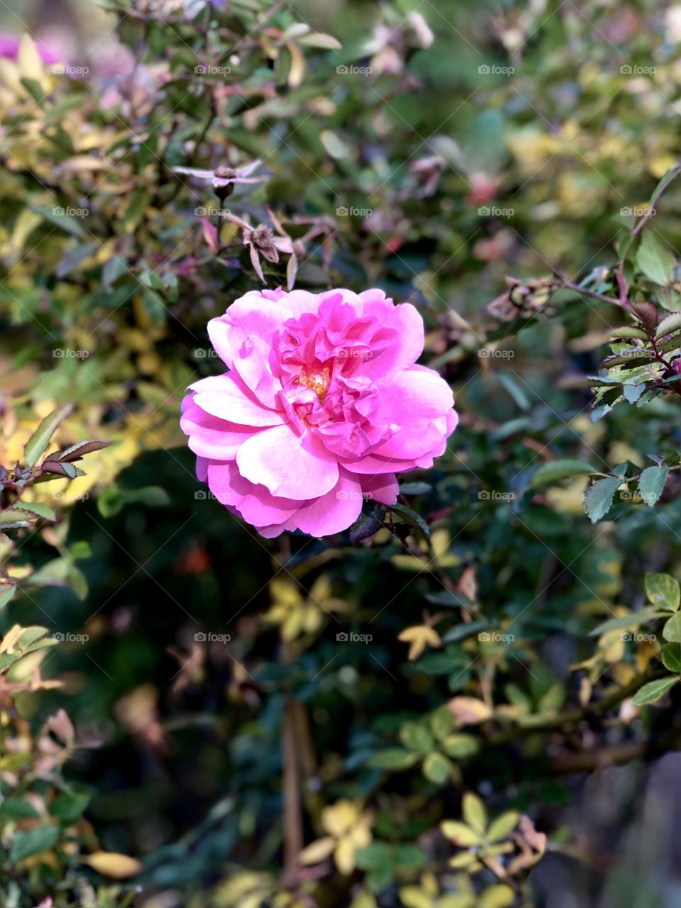 Last rose of the season