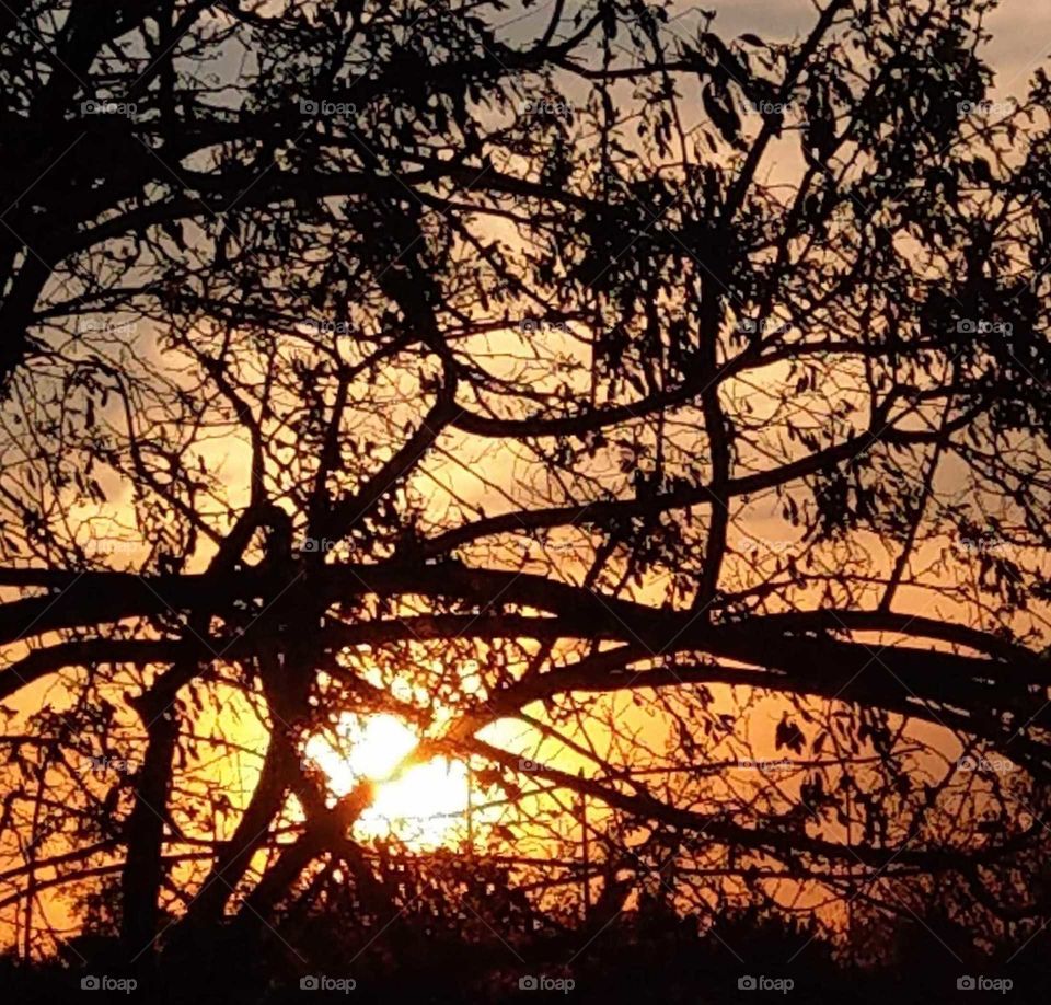 The silhouettes of trees, branches, grass in the dusk, looked a messy beauty with  bright sunset.