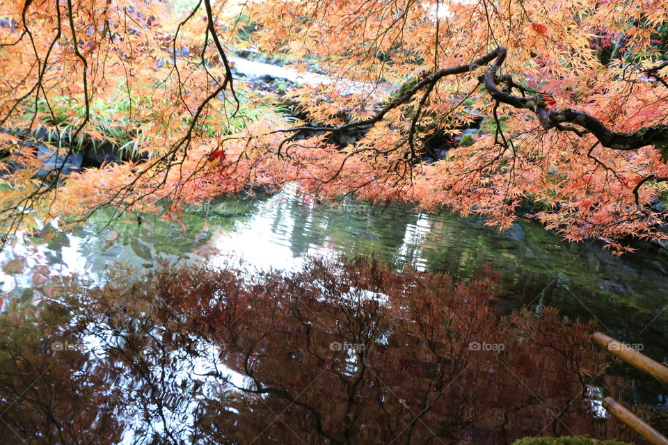 Autumn mirroring into the pond