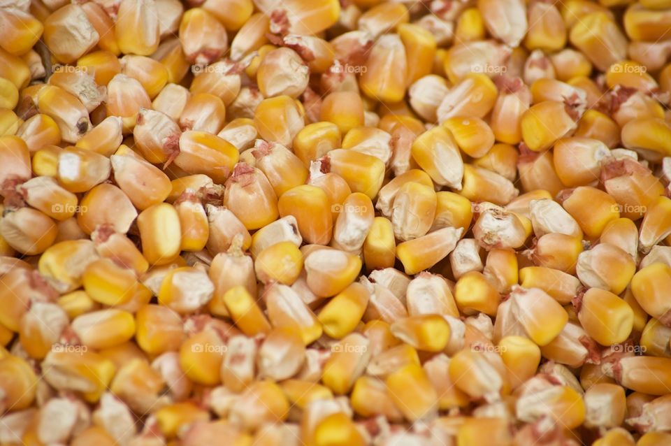 Corn kernels
