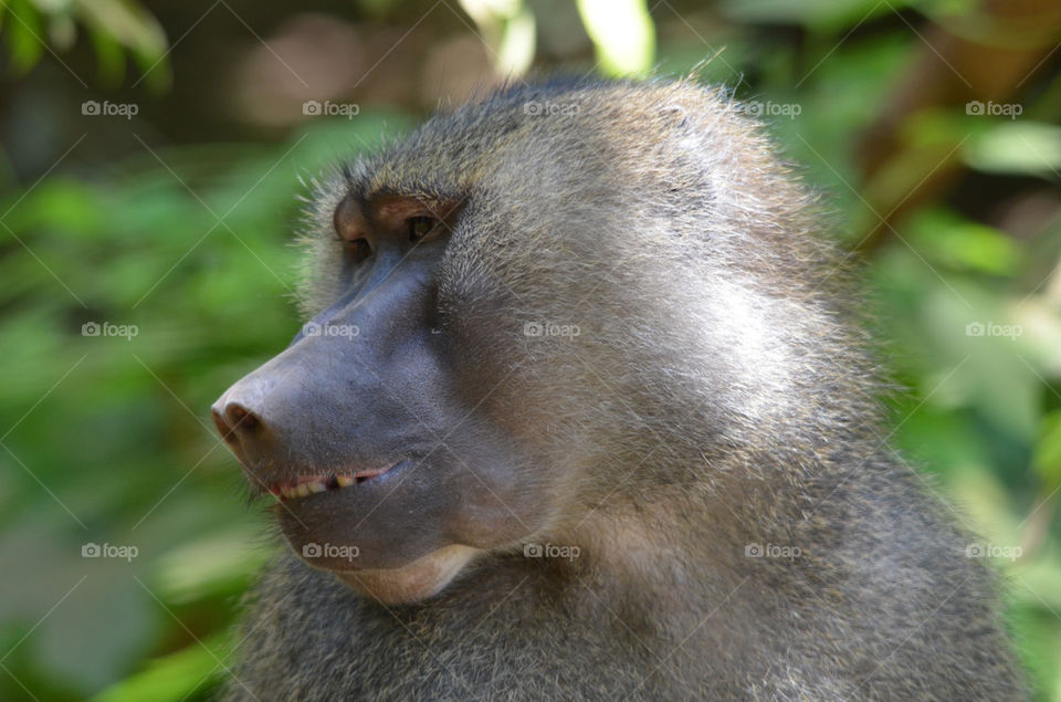 close forest head monkey by katago