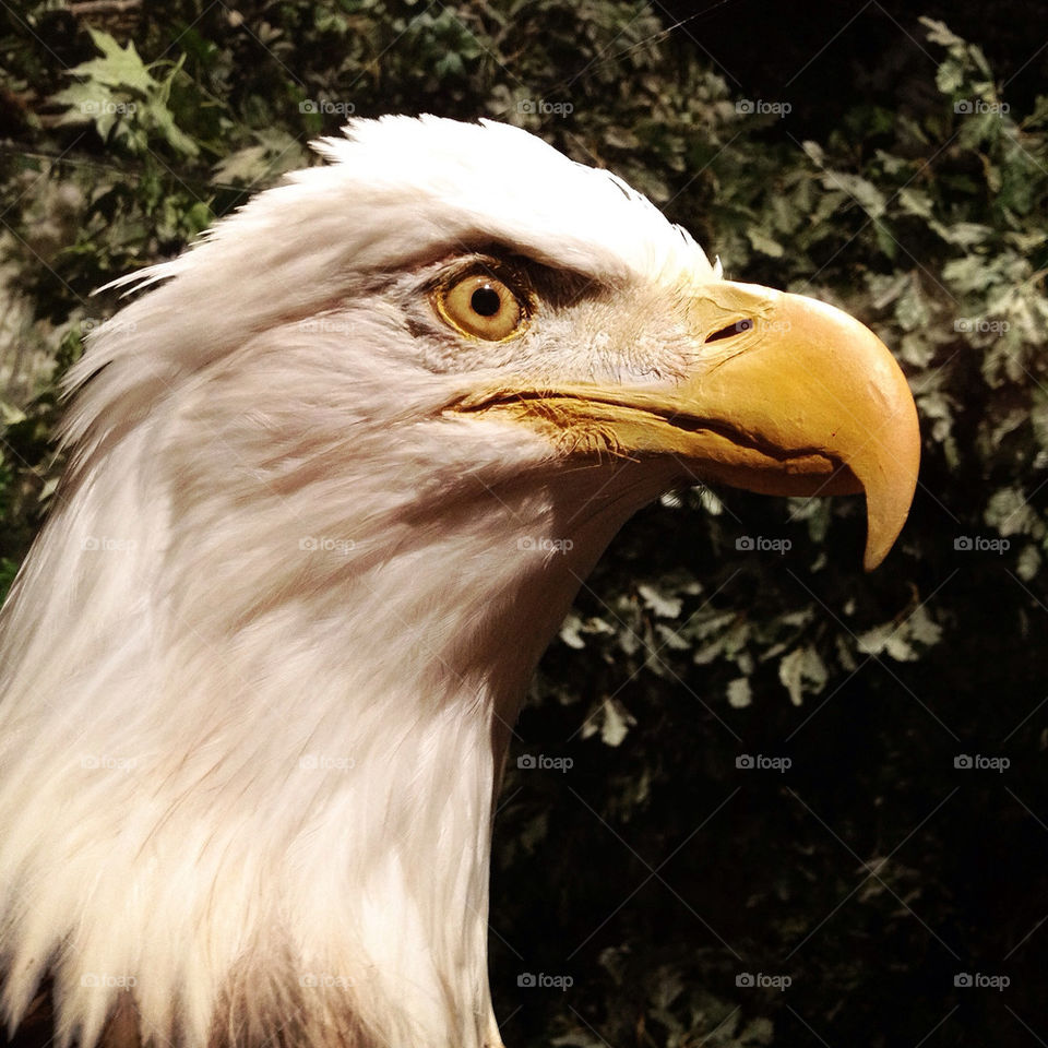 eagle endangered bird of prey bald eagle by amymcclurephoto
