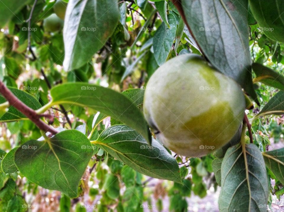 apple tree