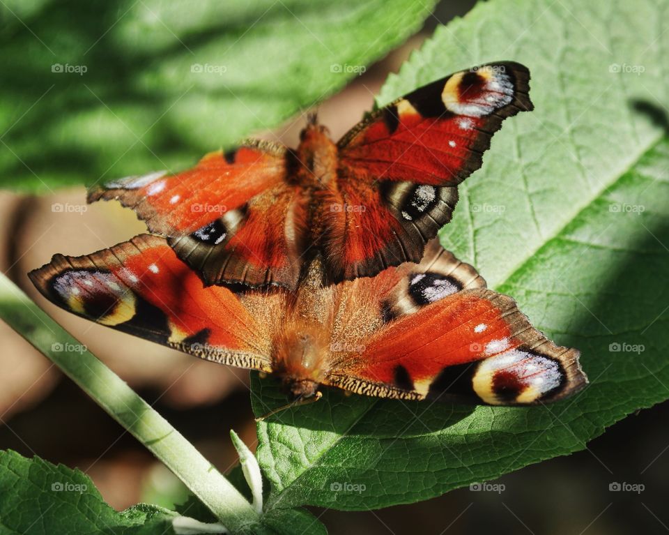 Mating peacock butterfly