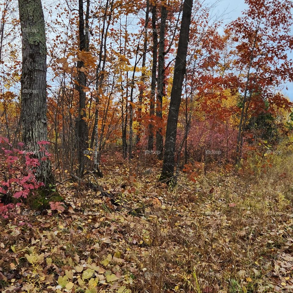 deep in the hardwoods