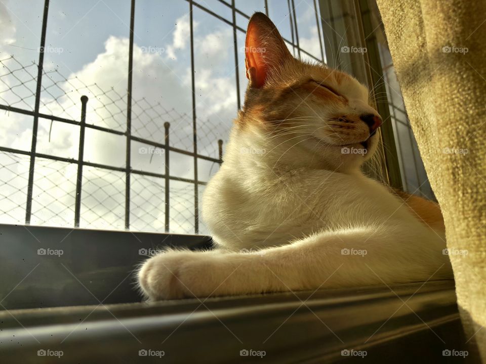 Cat, Pet, Animal, Portrait, Kitten