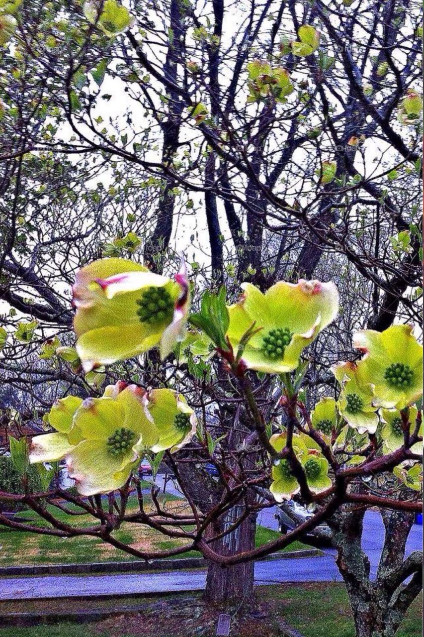 Dewy dogwood . Dewy dogwood 