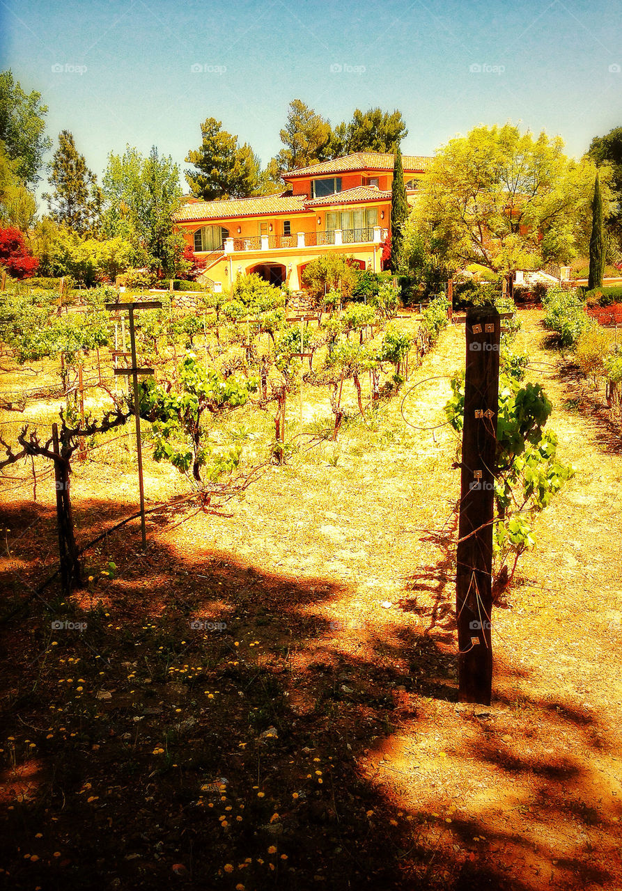 Villa overlooking a California wine vineyard