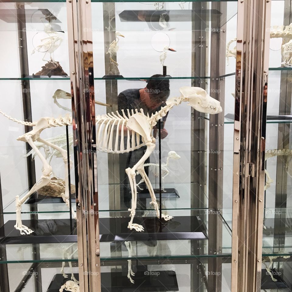 Viewing animal bones at the Broad Museum
