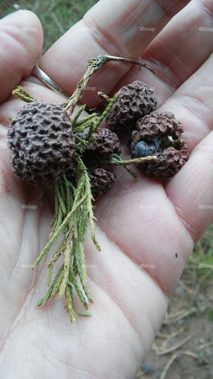 small pinecones hand pine tree outside