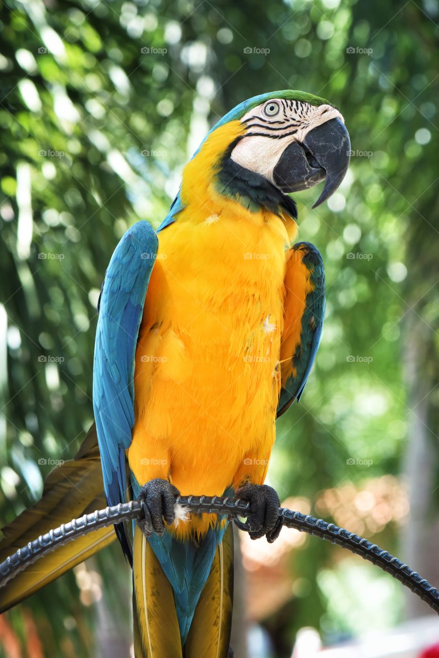 Parrot. Parrot in the zoo