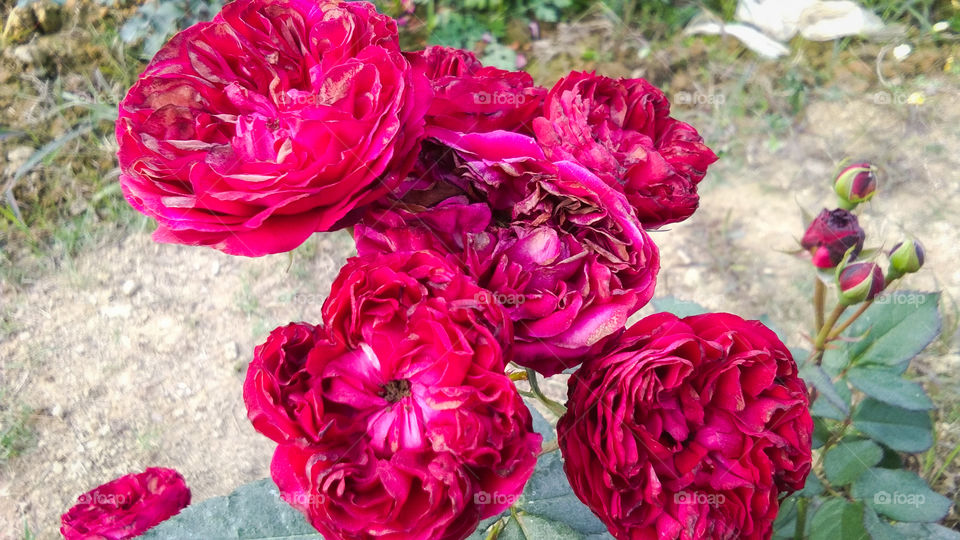 Beautiful Red Rose With Natural Background