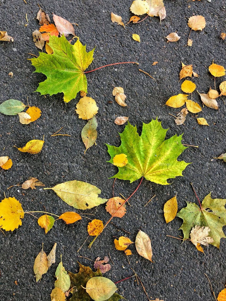 Battle: summer vas autumn: fallen leaves on the asphalt 