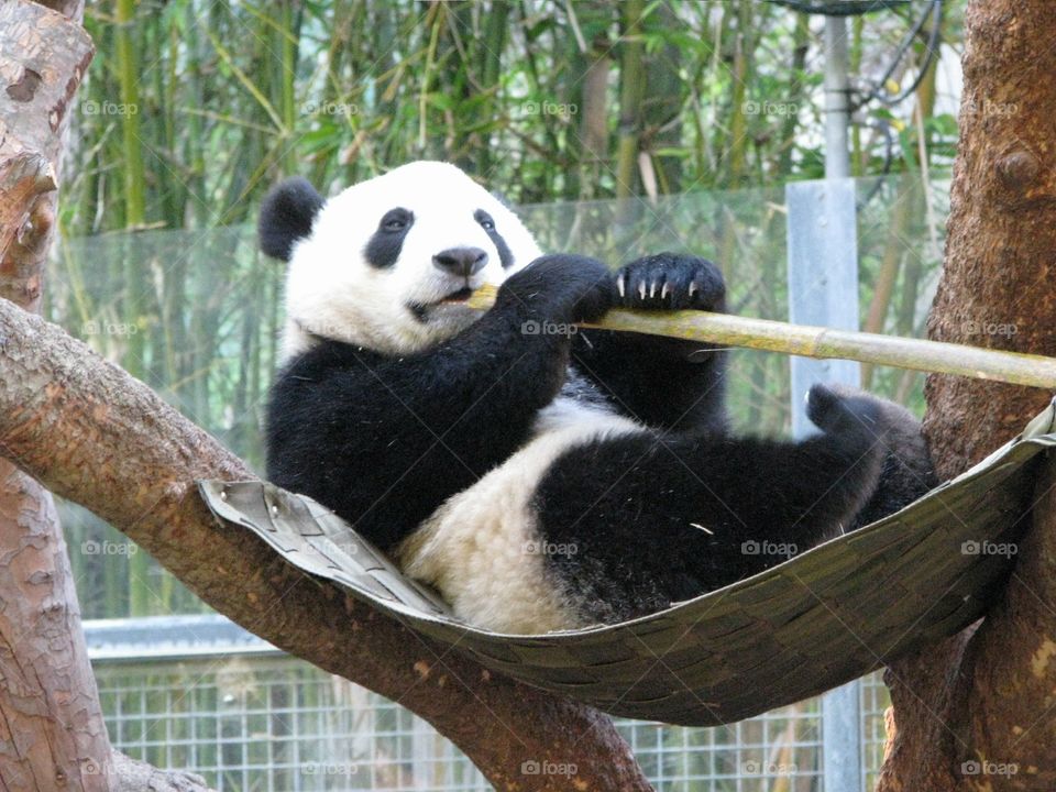 Cute panda eating bamboo 