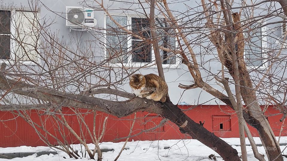 a cute cat sleeping on a branche in warm spring morning