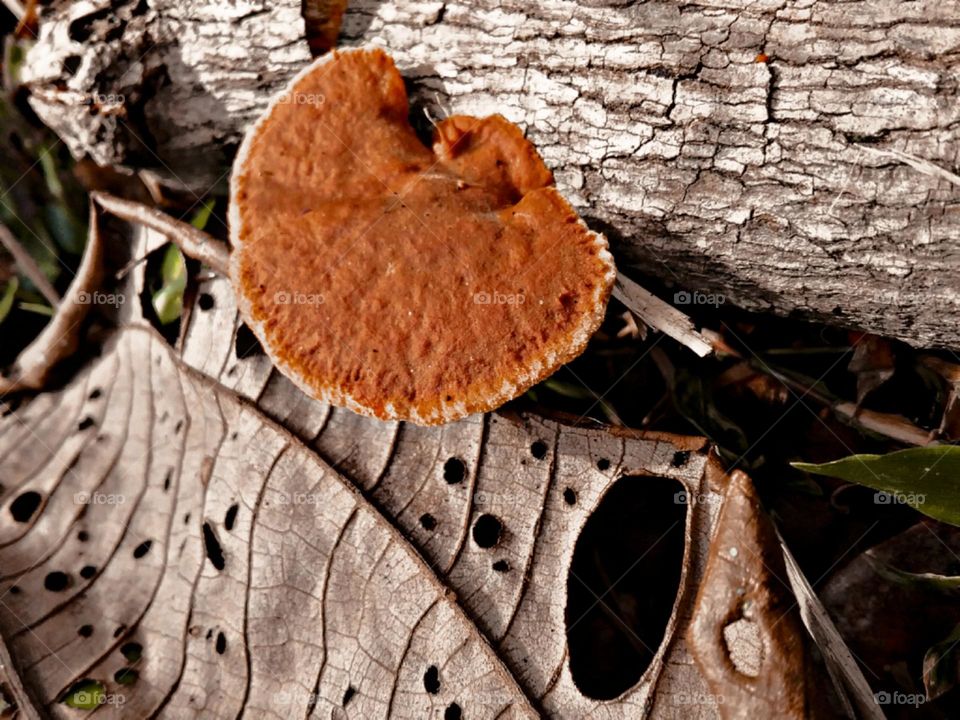 Cogumelo orelha de pau.