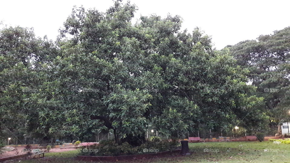 rubber tree
