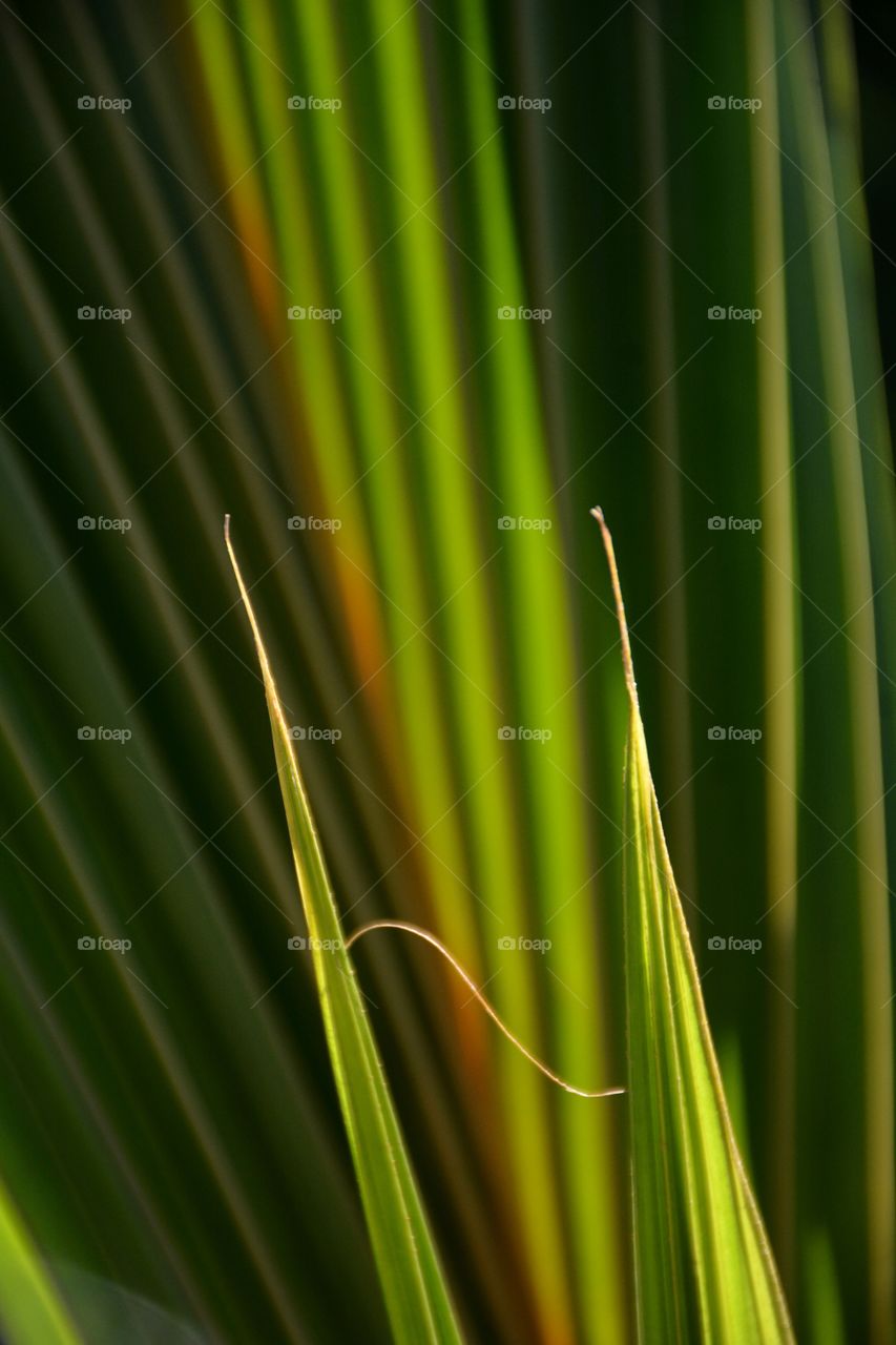 Full frame close-up of variegated green palm frond