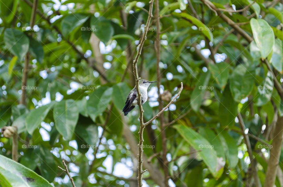 Doctor Bird In Soursop Tree