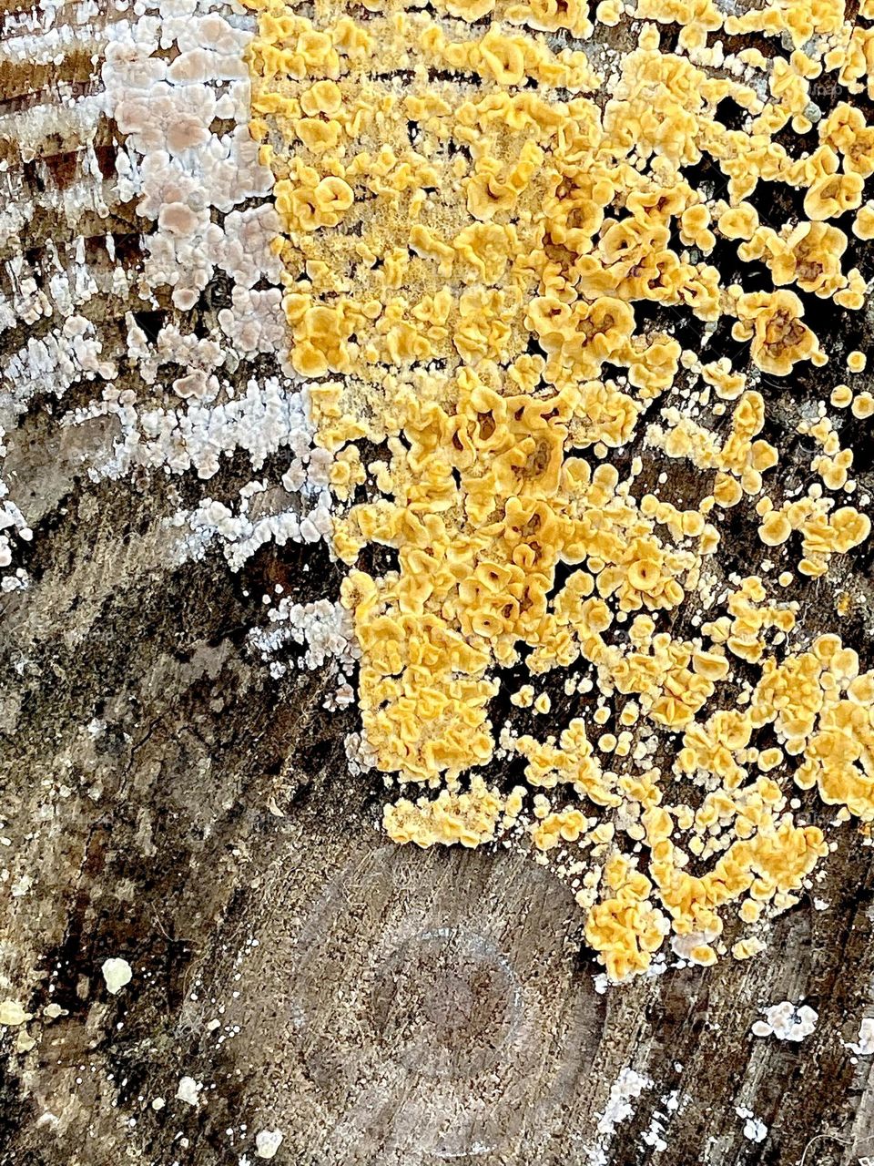 Yellow and white Lichens on tree stump 