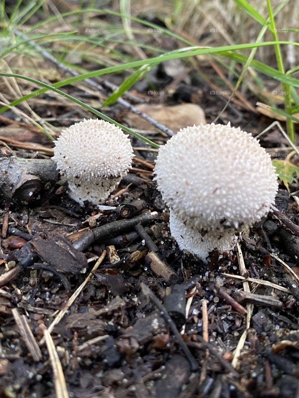White Mushroom