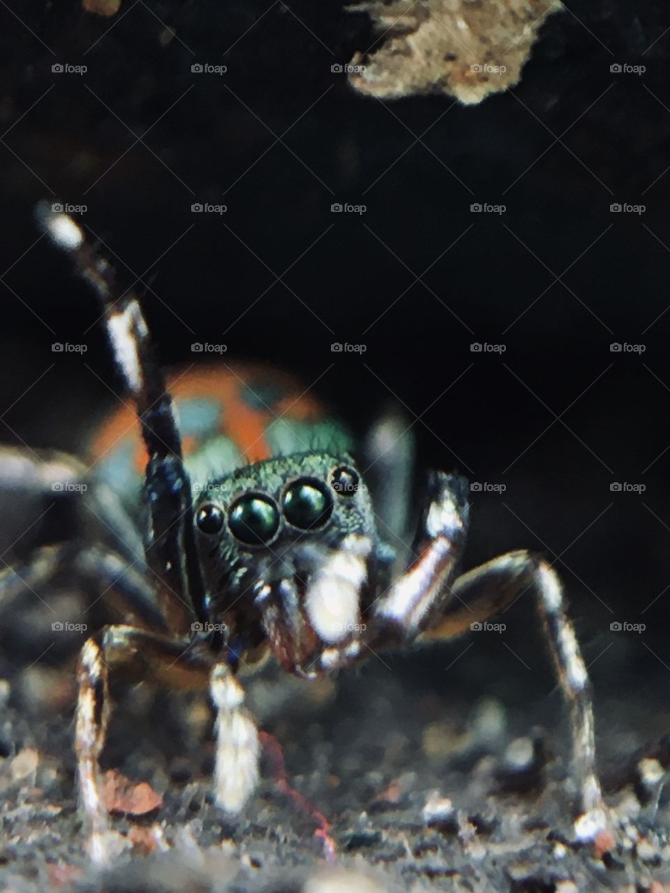 beauty of spider.  captured smartphone macro lense