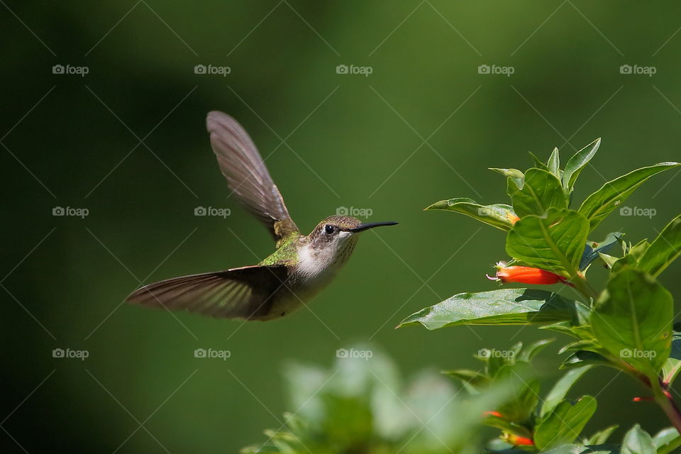 Hummingbird  in flight