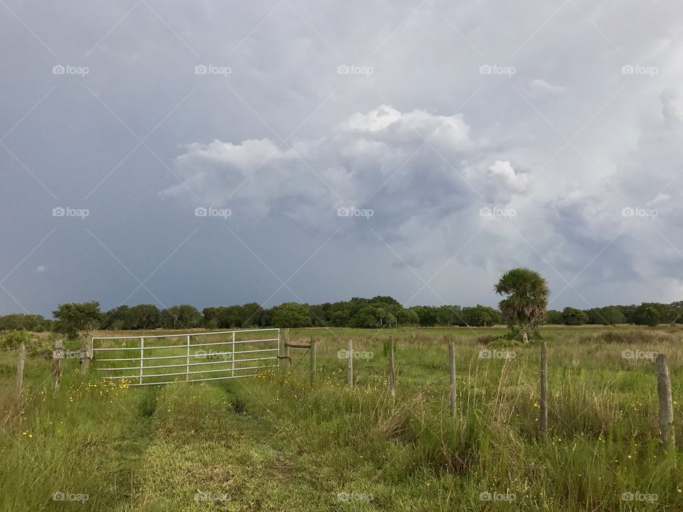 Storm over a cow field