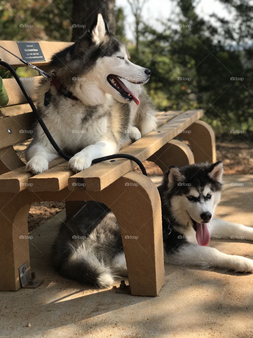 Happy husky dogs on a park bench taking a break from the summer heat.