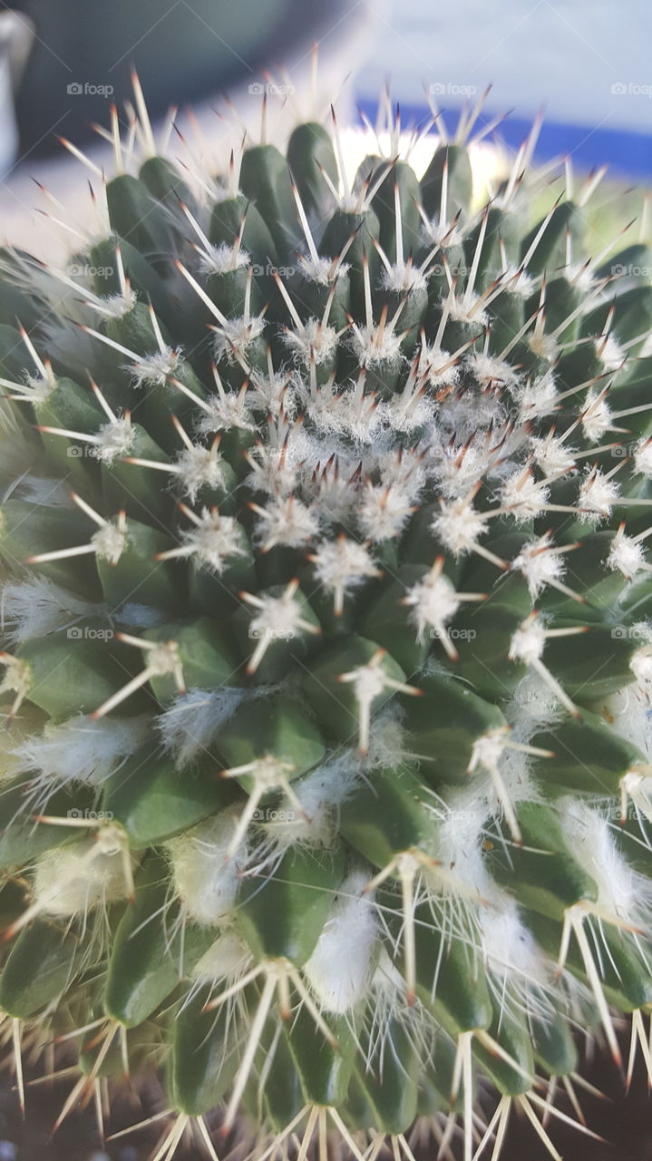 barrel cactus up close