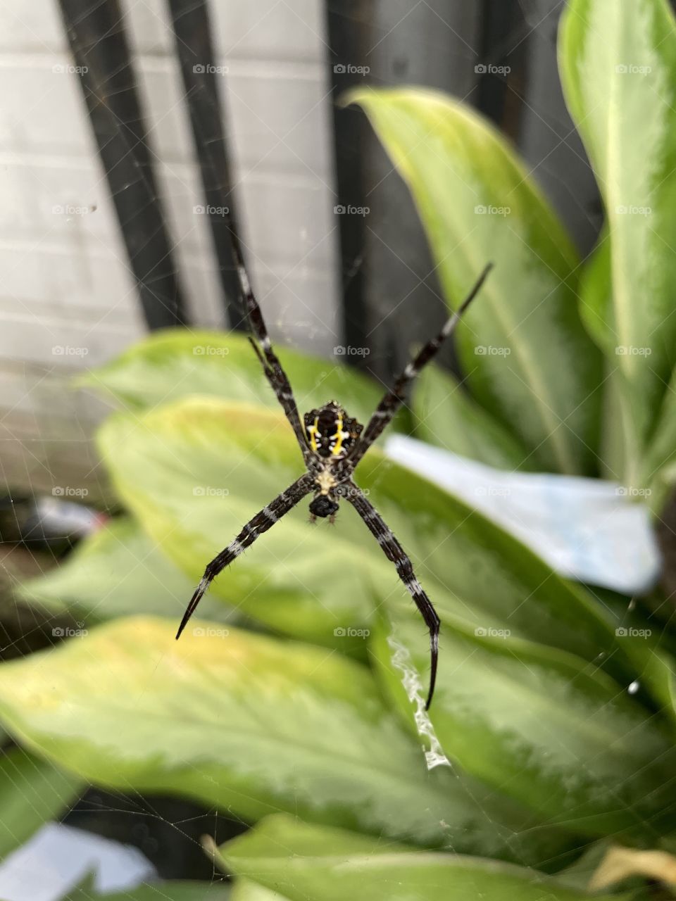 Little spider 