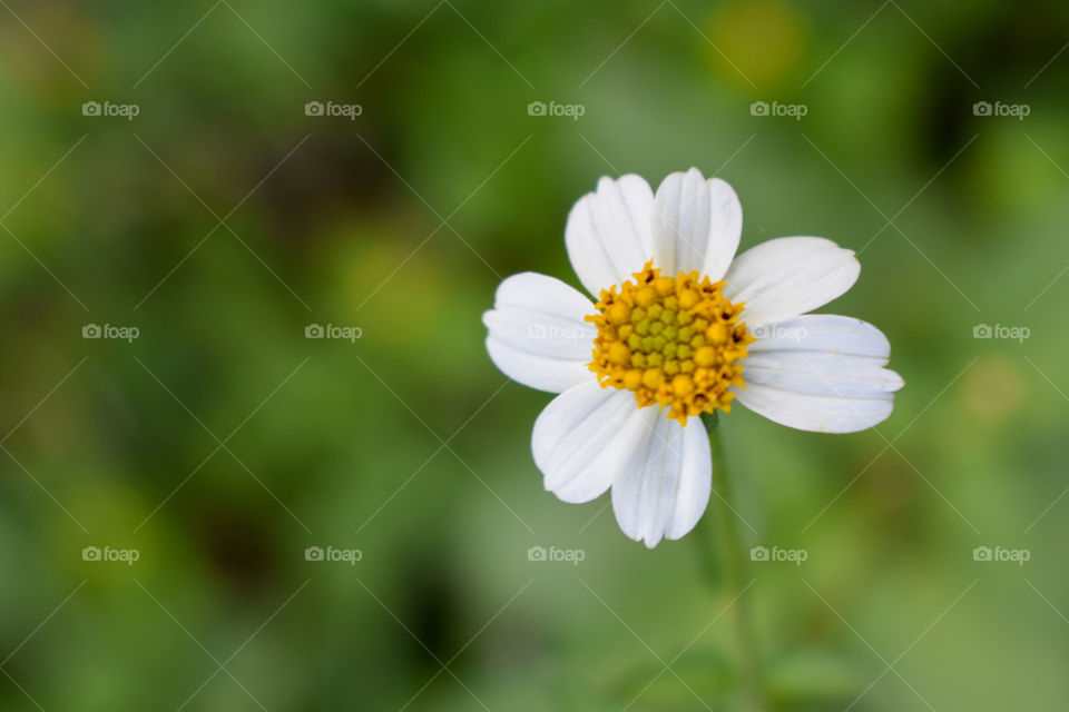 A solitary wildflower with pure white petals in full bloom against the backdrop of lush green grassland