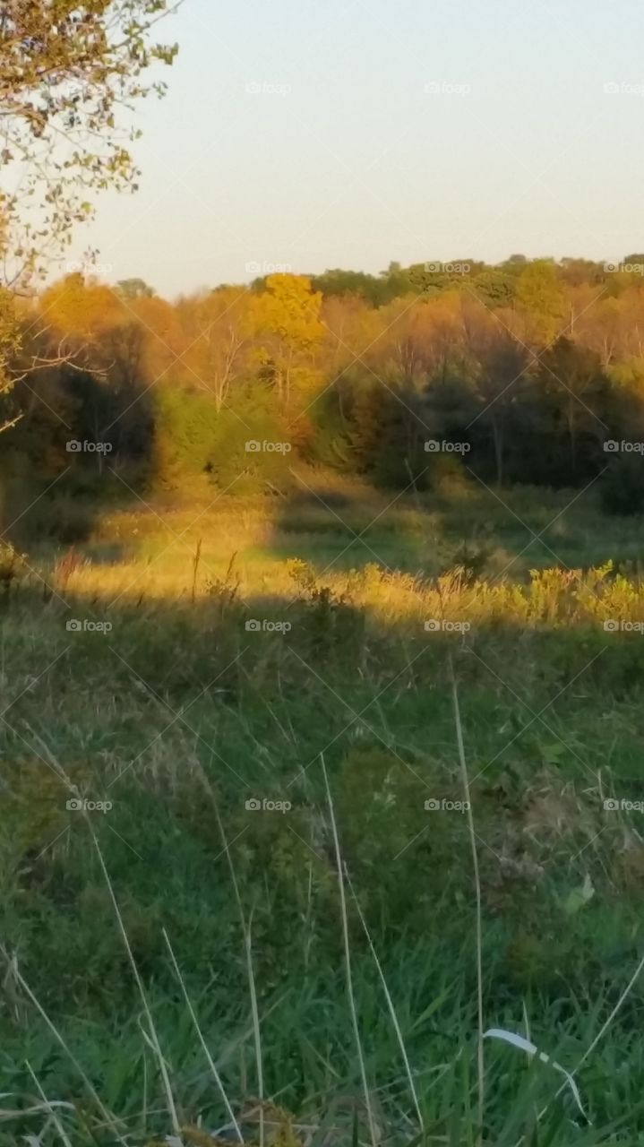 shadows of trees cast upon a prairie