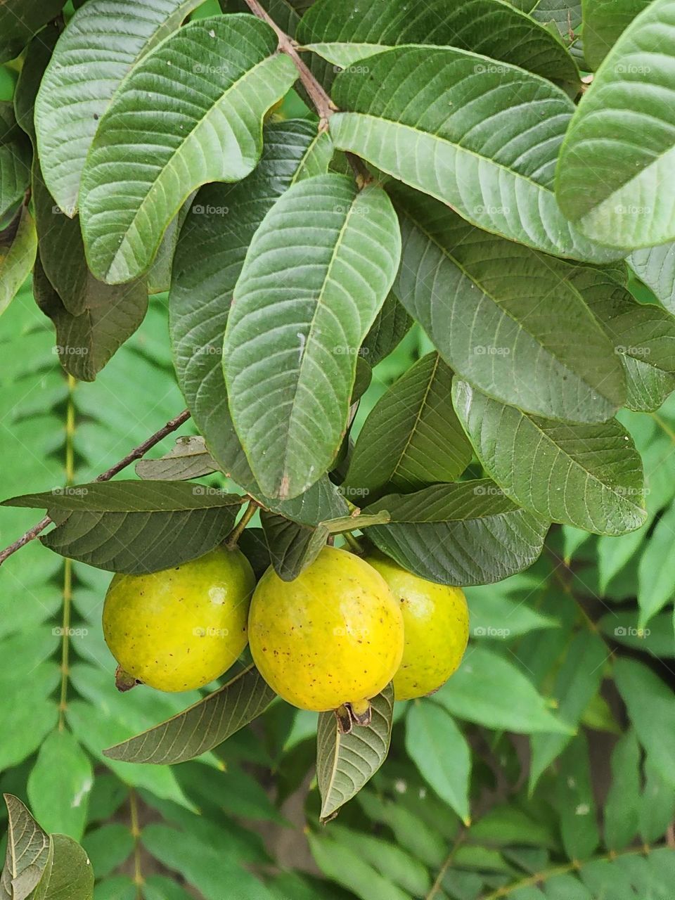 Jamaican ripe Guava