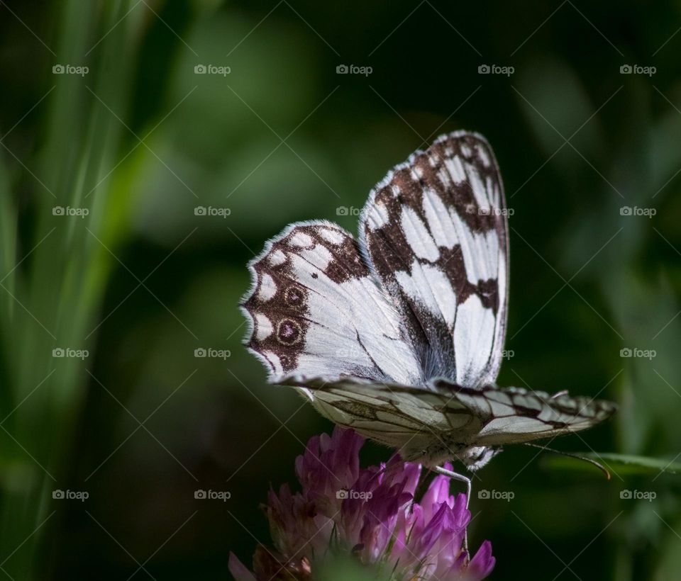 Marbled white butterfly sits on a pink clover flower, surrounded by greenery